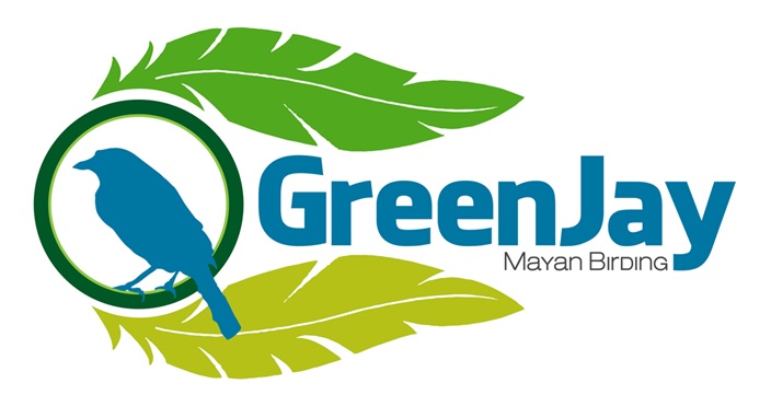 Green Jay Mayan Birding  &  Casa Wayuú A.C.